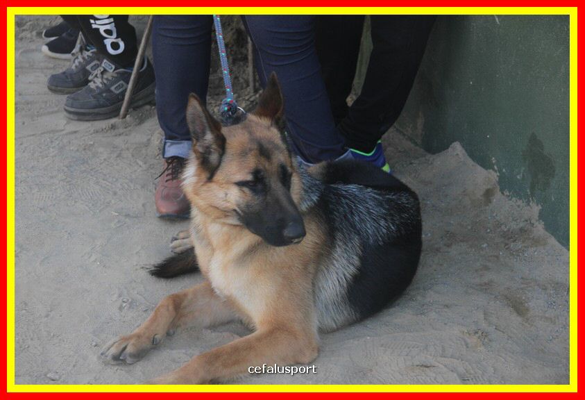 180311 mostra_canina 093.jpg